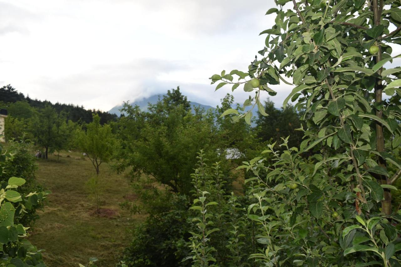Mars Otel Artvin Exteriér fotografie